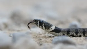 Groundbreaking Nanobody-Based Anti-Venom Unveiled for Snakebite Treatment