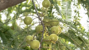 Why Amla Is a Superfruit: Nutrition, Benefits, and Daily Uses