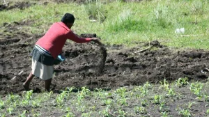 Fertiliser Subsidy Set to Rise Amid Global Price Hike