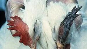 Karnataka Ends 10-Day H5N1 Bird Flu Operation