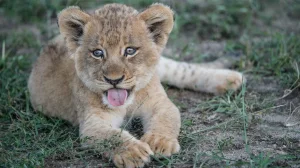 Tiger, Cub Found Dead in MP Reserves