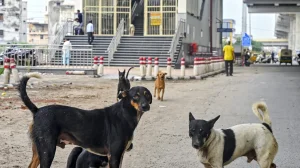 Supreme Court Orders Stray Dog Removal from Institutions