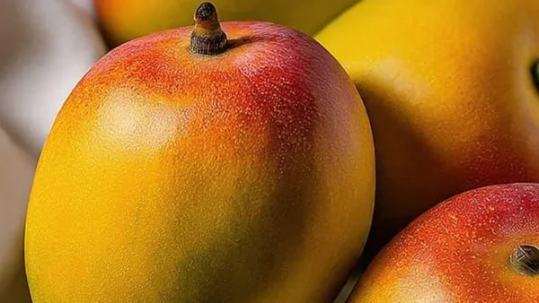 India’s Alphonso Mango Crisis: Weather and Geopolitics Impact Crop