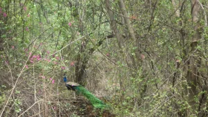 Delhi Grants Reserved Forest Status to Central Ridge