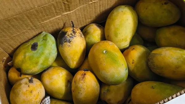 Mumbai Woman’s Rs 1,800 ‘Chemical-Free’ Mangoes Turn Out Bland, Sparks Online Debate