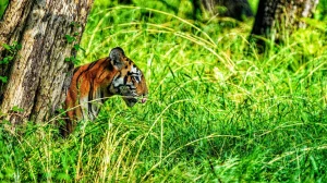 Goa's Plan for a Phased Tiger Reserve Balances Ecology