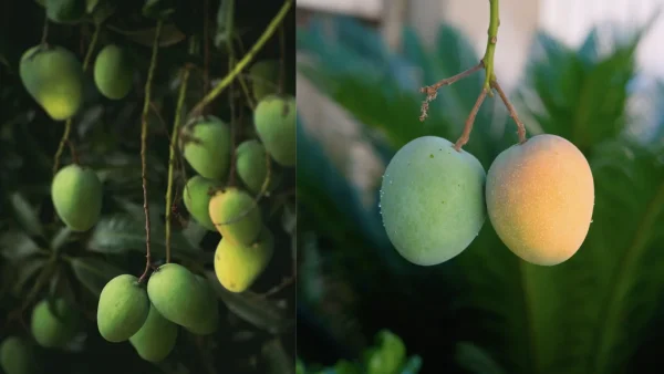 Raw vs Ripe Mangoes: Unveiling Health Benefits and Nutritional Differences