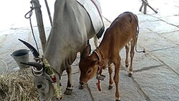 West Bengal Enforces Cow Slaughter Law, Targets Illegal Cattle Trade Networks