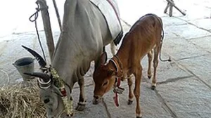 Muslim Members and Cow Protection Debate