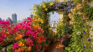 Flowering Creepers for Indian Balconies