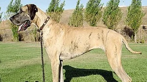 No-Kill Shelter Probed After Dog Remains Found