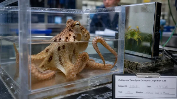 Octopuses Demonstrate Advanced Spatial Reasoning Using Mirrors in New Study